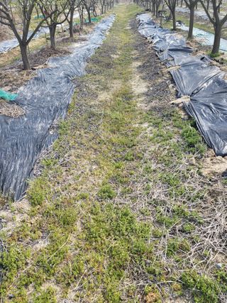 Cjd3582님의 기타작물 · 영농일지 작성글 사진