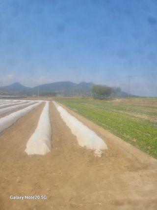 고기만님의 호박 · 영농일지 작성글 사진