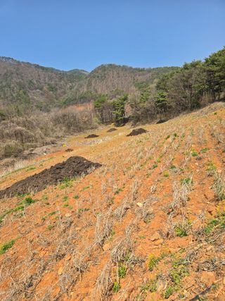 영춘아짐님의 기타작물 · 영농일지 작성글 사진