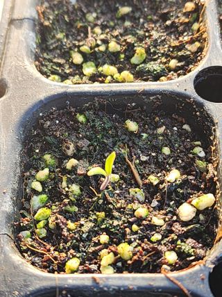 허인녕님의 기타작물 · 영농일지 작성글 사진