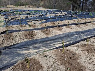 형남영님의 기타작물 · 영농일지 작성글 사진
