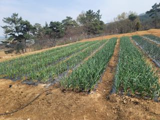 윤병주님의 마늘 · 영농일지 작성글 사진
