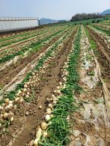 팜모닝 기타작물·영농일지 게시글 이미지