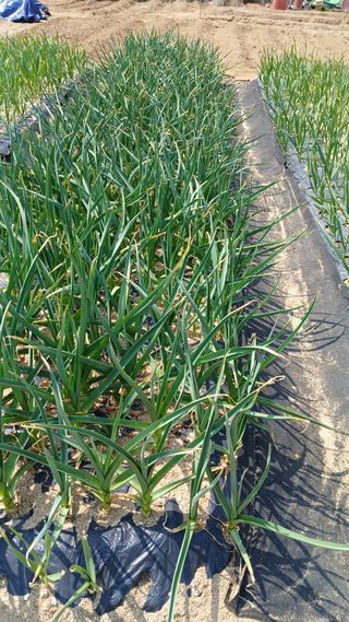 텃밭농부님의 마늘 · 영농일지 작성글 사진