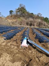 팜모닝 기타작물·영농일지 게시글 이미지