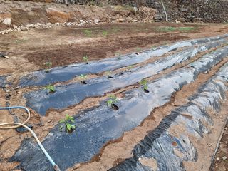 한정술님의 기타작물 · 영농일지 작성글 사진