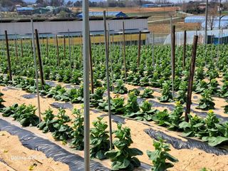 귤21628님의 기타작물 · 영농일지 작성글 사진