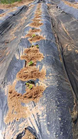 텃밭농부님의 마늘 · 영농일지 작성글 사진