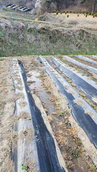 현길01021982님의 기타작물 · 영농일지 작성글 사진