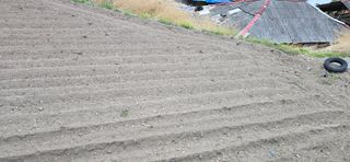 진전님의 기타작물 · 영농일지 작성글 사진