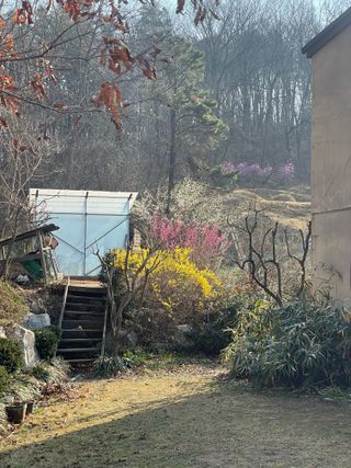 별@노래농장(정씨)님의 기타작물 · 영농일지 작성글 사진