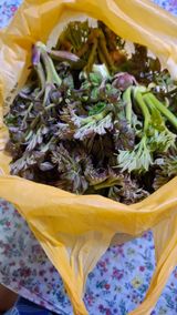 팜모닝 기타작물·영농일지 게시글 이미지