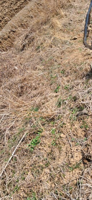 이복길님의 벼 · 영농일지 작성글 사진