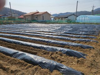 경달현님의 고추 · 영농일지 작성글 사진