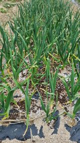 팜모닝 마늘·영농일지 게시글 이미지