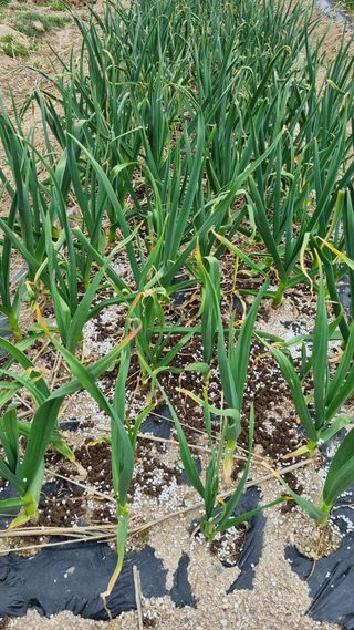 최언봉님의 마늘 · 영농일지 작성글 사진