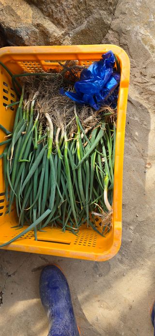 진전님의 기타작물 · 영농일지 작성글 사진