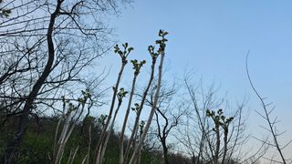 산그린약초농원님의 두릅 · 영농일지 작성글 사진