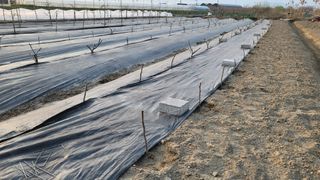 늘푸른 농장주님의 기타작물 · 영농일지 작성글 사진