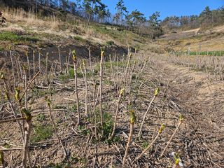 두릅나무5933님의 두릅 · 영농일지 작성글 사진