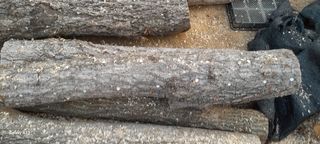 이형근님의 버섯 · 영농일지 작성글 사진