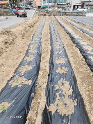 세민님의 기타작물 · 영농일지 작성글 사진