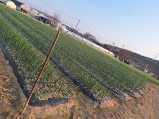 마늘25328님의 호박 · 영농일지 작성글 사진