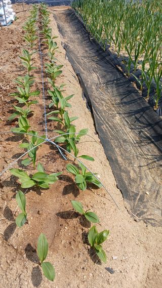 텃밭농부님의 마늘 · 영농일지 작성글 사진