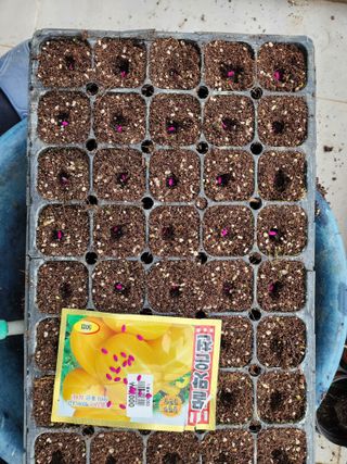 허인녕님의 기타작물 · 영농일지 작성글 사진