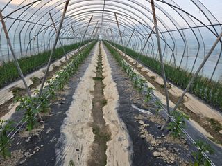 팜모님정보감사합니다님의 고추 · 영농일지 작성글 사진