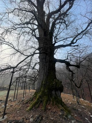 별@노래농장(정씨)님의 포도 · 영농일지 작성글 사진