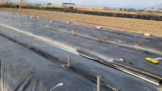 늘푸른 농장주님의 기타작물 · 영농일지 작성글 사진