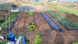 김영규님의 기타작물 · 영농일지 작성글 사진