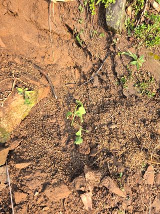 한상훈님의 호박 · 영농일지 작성글 사진