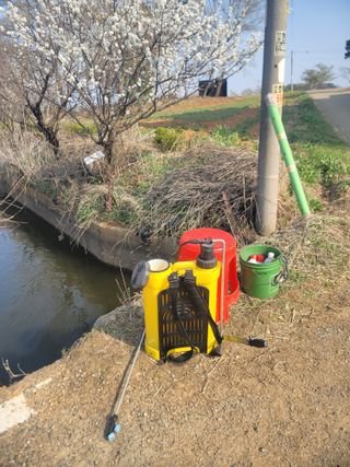 로만아빠님의 감자 · 영농일지 작성글 사진