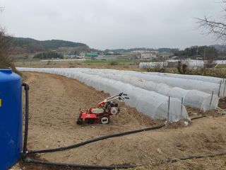 오이8898황산면님의 고추 · 영농일지 작성글 사진
