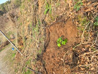 한상훈님의 호박 · 영농일지 작성글 사진