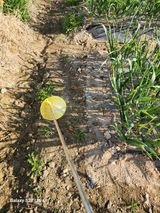 팜모닝 마늘·영농일지 게시글 이미지