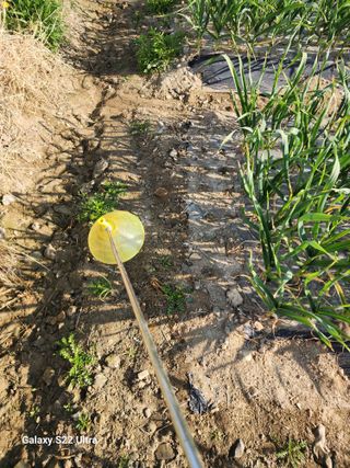 박종권님의 마늘 · 영농일지 작성글 사진