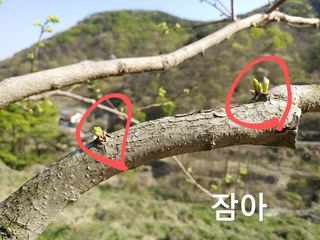 단감당감님의 감 · 영농일지 작성글 사진