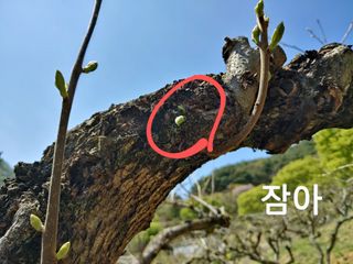 단감당감님의 감 · 영농일지 작성글 사진