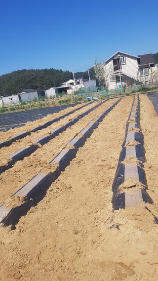 최춘득 청대산 님의 기타작물 · 영농일지 작성글 사진