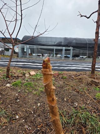 정민지호맘님의 기타작물 · 영농일지 작성글 사진