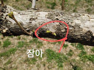 단감당감님의 감 · 영농일지 작성글 사진