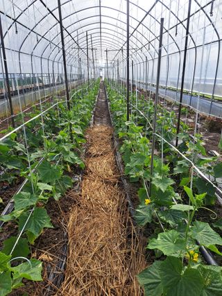 박정규님의 오이 · 영농일지 작성글 사진