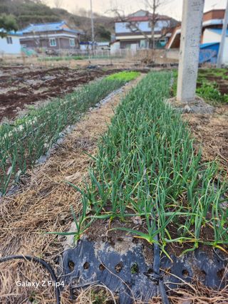송명석님의 기타작물 · 영농일지 작성글 사진
