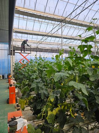 태이린팜님의 오이 · 영농일지 작성글 사진