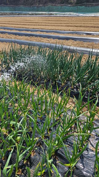 이순정님의 기타작물 · 영농일지 작성글 사진
