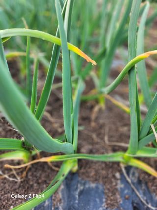 송명석님의 기타작물 · 영농일지 작성글 사진