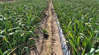 서정욱님의 마늘 · 영농일지 작성글 사진